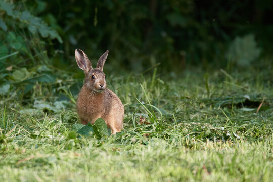 Wildkaninchen In Urbaner Umgebung	
