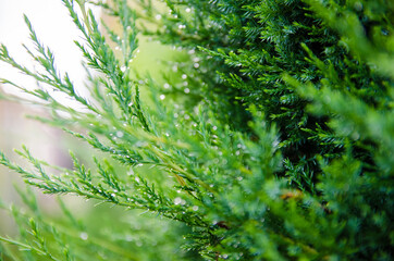 Obraz premium Thuja branches in dew after rain close-up. Beautiful background for design. Natural wallpaper. Nature. Selective focus.