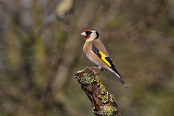 Goldfinch on a branch in woodland