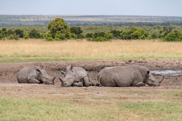 Fototapeta premium white rhino settled at a water hole