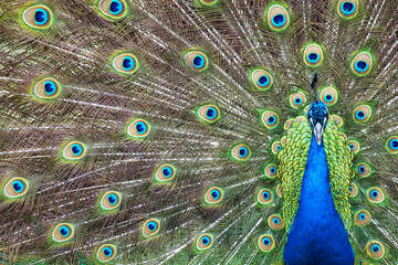 Obraz premium close up of peacock