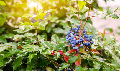 Blue berries Mahonia aquifolium (Oregon-grape or Oregon grape) and bush is a species of flowering plant in the family Berberidaceae, native to western North America. Natural wallpaper.