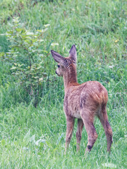 faon de chevreuil