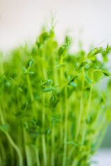 Pea microgreen sprouts close up