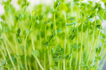 Fototapeta na wymiar Pea microgreen sprouts close up