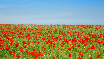 Poppies field. A beautiful field of blooming poppies. Nature
