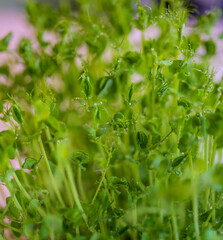 Pea microgreen sprouts close up