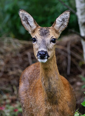femelle du chevreuil