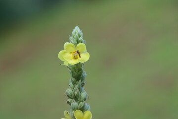 flower in the garden