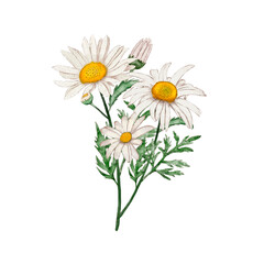 Watercolor illustration of chamomile flower. Drawn by hand with watercolors and is suitable for all types of design and printing