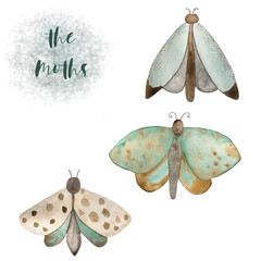 Watercolor illustration of wings of moths. Drawn by hand with watercolors and is suitable for all types of design and printing