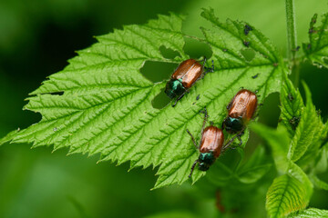Gartenlaubkäfer (Phyllopertha horticola)	

