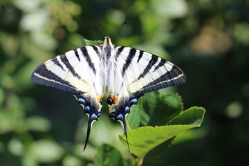 The scarce swallowtail or sail- or pear-tree swallowtail Iphiclides podalirius . Beautiful...