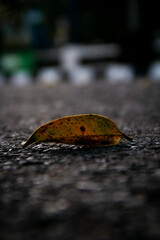 leaf on the ground