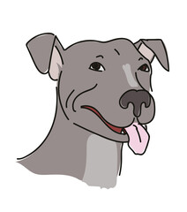 Obraz na płótnie Canvas Healthy Happy Grey Dog