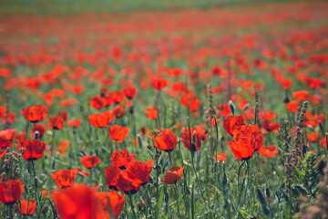 Poppies field. A beautiful field of blooming poppies. Nature