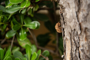 Cicada cast skin or exuviae after the adult cicada has left, from Silo, Krk, Croatia. Summer in Croatian coast is known for the cicadas sounds