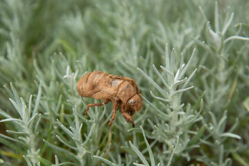 Cicada cast skin or exuviae after the adult cicada has left, from Silo, Krk, Croatia. Summer in Croatian coast is known for the cicadas sounds