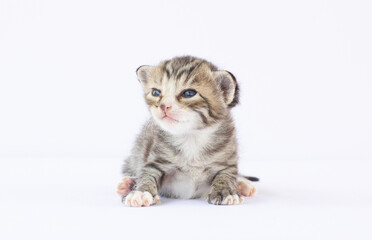 Obraz premium Newborn kitten on white background