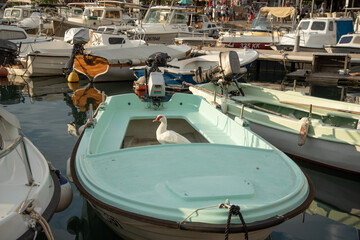 A muscovy duck in a boat, quietly waiting for his master. "Muscovy" is an old name for the region of Russia surrounding Moscow, but these ducks aren't native there.