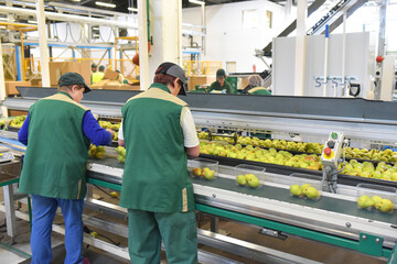 workers in a food factory packaging pears for resale in supermarkets