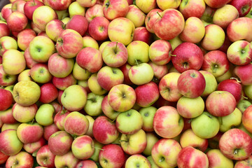 apple harvest - crates of fresh apples for transport and sale