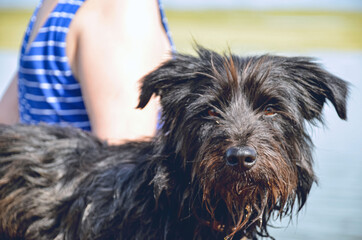 Fluffy black dog