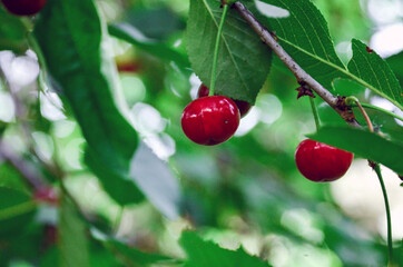 Red Cherries