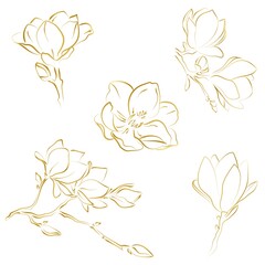 Elegant outline sketching of magnolia flowers, vector illustration © NATALIIA TOSUN