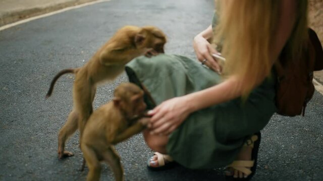 Monkey strongly bites a girl in a green dress by the leg. green bokeh background. Mountain of monkeys. Phuket, Thailand. monkey bites the woman's thigh through the fabric of the dress