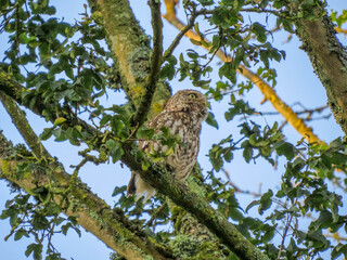 Little owl a small owl with a flat topped head a plump compact body and short tail  and a stern expression perched in a tree