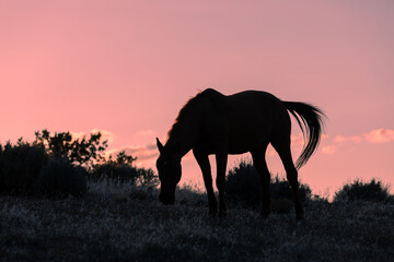 Fototapeta na wymiar Wild Horse Silhouetted in a Utah Desert Sunset