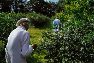 hand of woman picking blueberries from tree