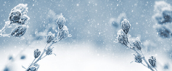 Winter view with snow-covered dry plants on a blurred background during a snowfall. Christmas card with winter mood