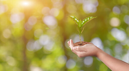Hand holding young plant on green nature bokeh background. Eco earth day concept.