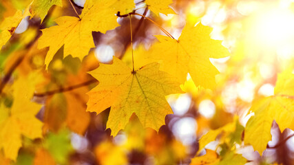 Naklejka na ściany i meble Colorful autumn background with yellow maple leaves in bright sunlight