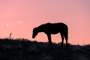 Wild Horse Silhouetted in a Utah Desert Sunset