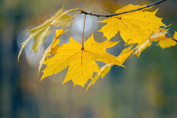 Yellow maple leaves in the forest on a tree on a blurred background in soft pastel colors