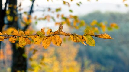 Tree branch with dry leaves in the forest on a tree on a blurred background in sunny weather