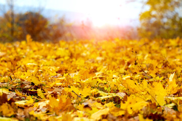 Maple leaves in the forest on the ground in bright sunlight
