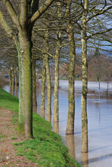 Hochwasser in Saarbrücken im März 2007, überflutete Saar an den Saarwiesen mit Bäumen