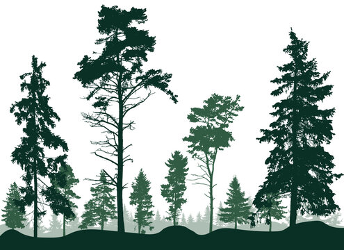 Forest with pines and spruce trees, silhouette. Evergreen coniferous trees. Beautiful landscape, nature. Vector illustration