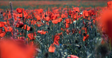 Fototapeta na wymiar Poppies field. A beautiful field of blooming poppies. Nature