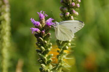 butterfly on a flower