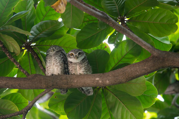 Two owls are perched on a branch in the daytime