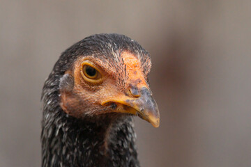 The hen was staring forward