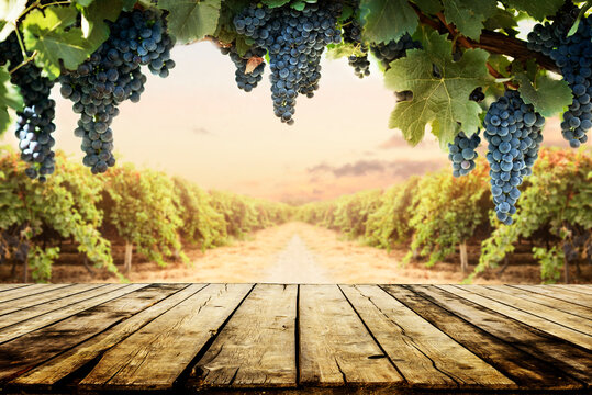 Old wooden table top with blur vineyard and grape background. Wine product tabletop country nature design. Winery display layout banner.