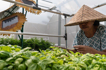 A hydroponic farmer is harvesting vegetables in his garden. The garden uses electricity from solar energy. The solar panel is attractive in the shape of a sunflower