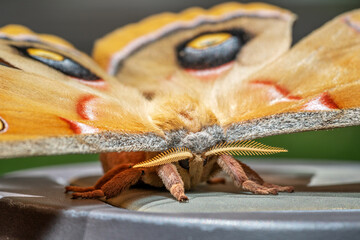 Antheraea Polyphemus moth or Giant Silk moth