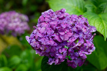 Hidrângea é um género de plantas fanerogâmicas pertencente à família Hydrangeaceae, que inclui cerca de 80 espécies, na sua maioria nativas do leste e sul da Ásia mas com algumas espécies nas Américas